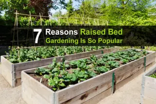 7 Reasons Raised Bed Gardening Is So Popular