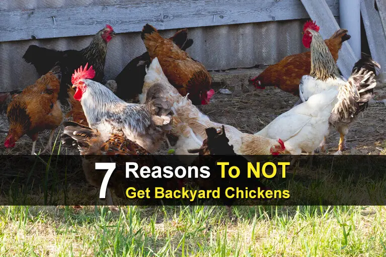 7 Reasons To NOT Get Backyard Chickens