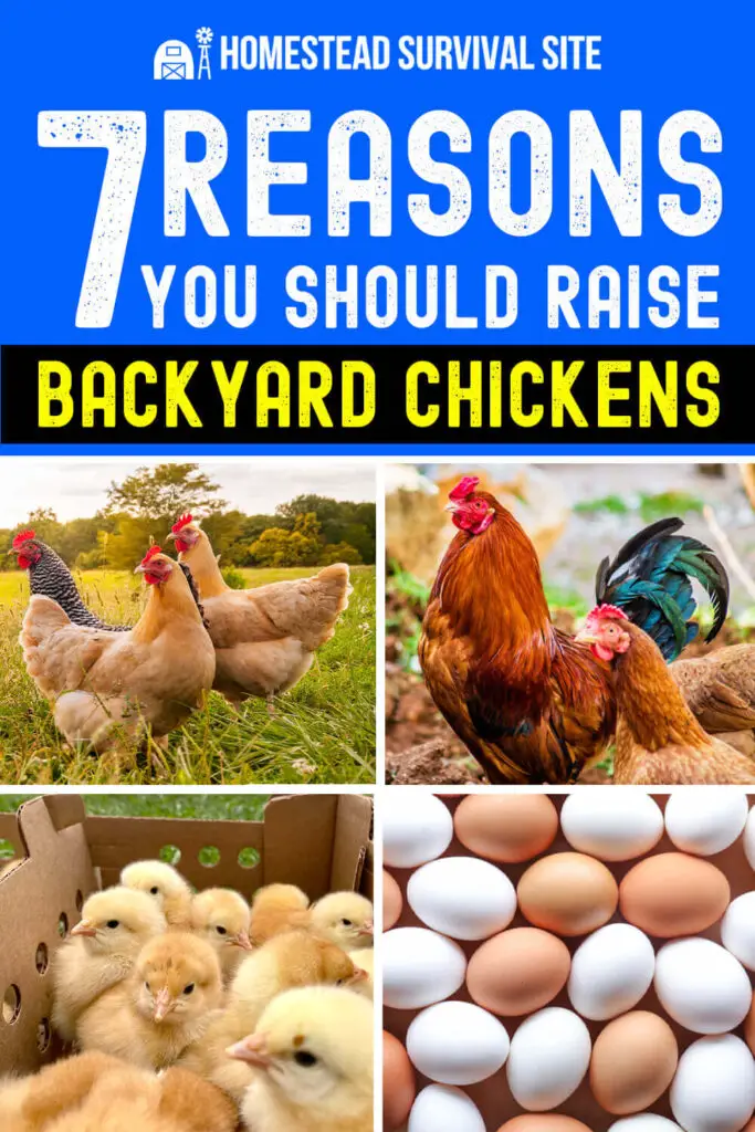 7 Reasons You Should Raise Backyard Chickens