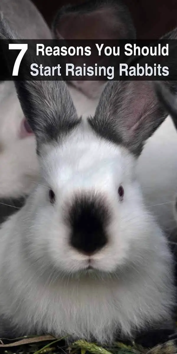 7 Reasons You Should Start Raising Rabbits