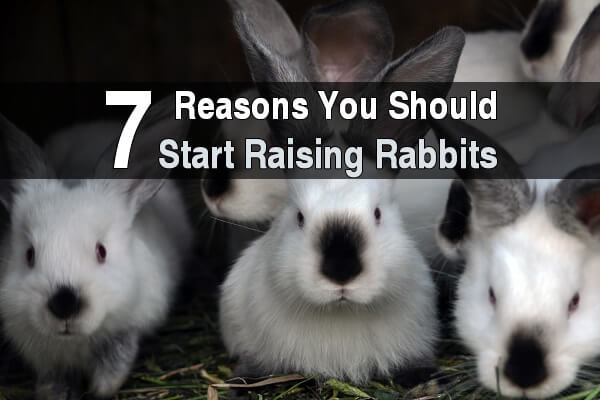 7 Reasons You Should Start Raising Rabbits