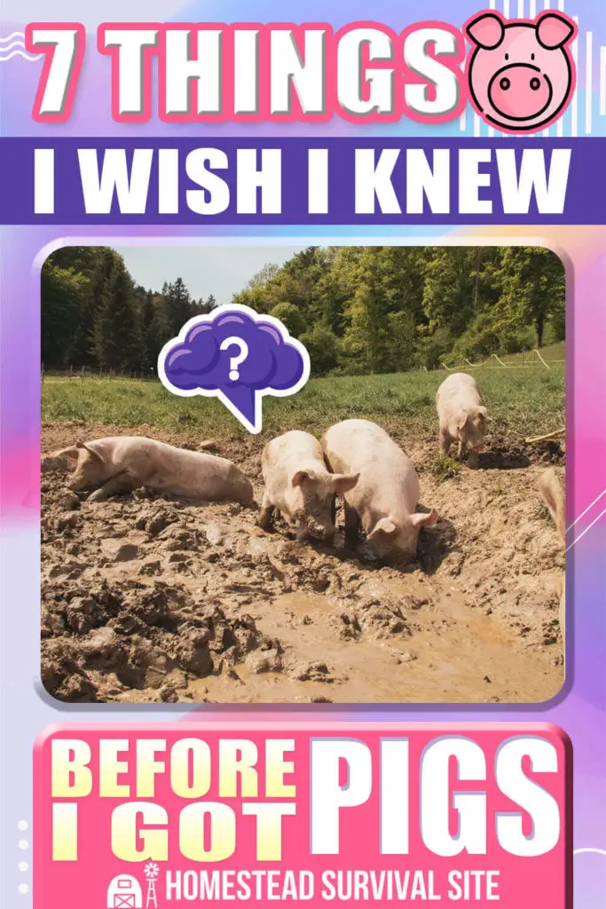 7 Things I Wish I Knew Before I Got Pigs
