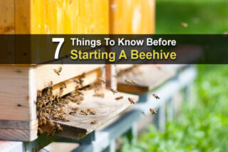 7 Things To Know Before Starting A Beehive