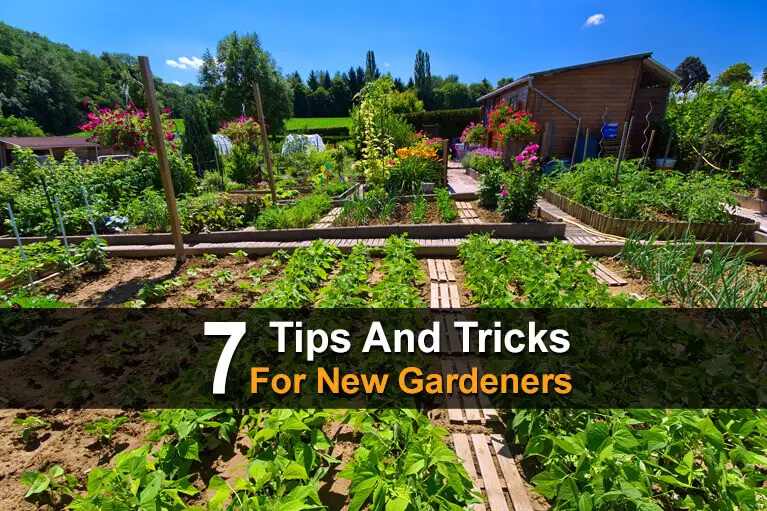 7 Tips and Tricks for New Gardeners