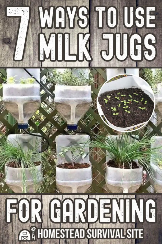 7 Ways To Use Milk Jugs For Gardening