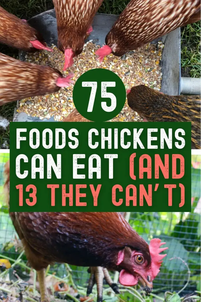 75 Foods Chickens Can Eat (And 13 They CAN'T)