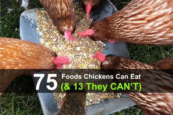 75 Foods Chickens Can Eat (And 13 They CAN'T)
