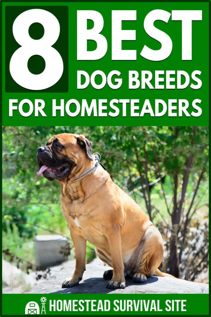 8 Best Dog Breeds for Homesteaders