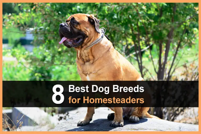 8 Best Dog Breeds for Homesteaders