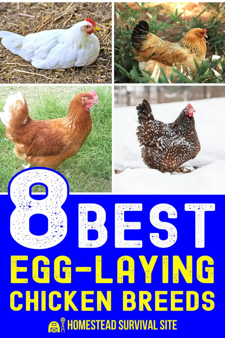 8 Best Egg-Laying Chicken Breeds