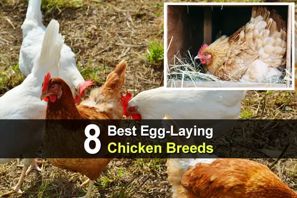8 Best Egg-Laying Chicken Breeds