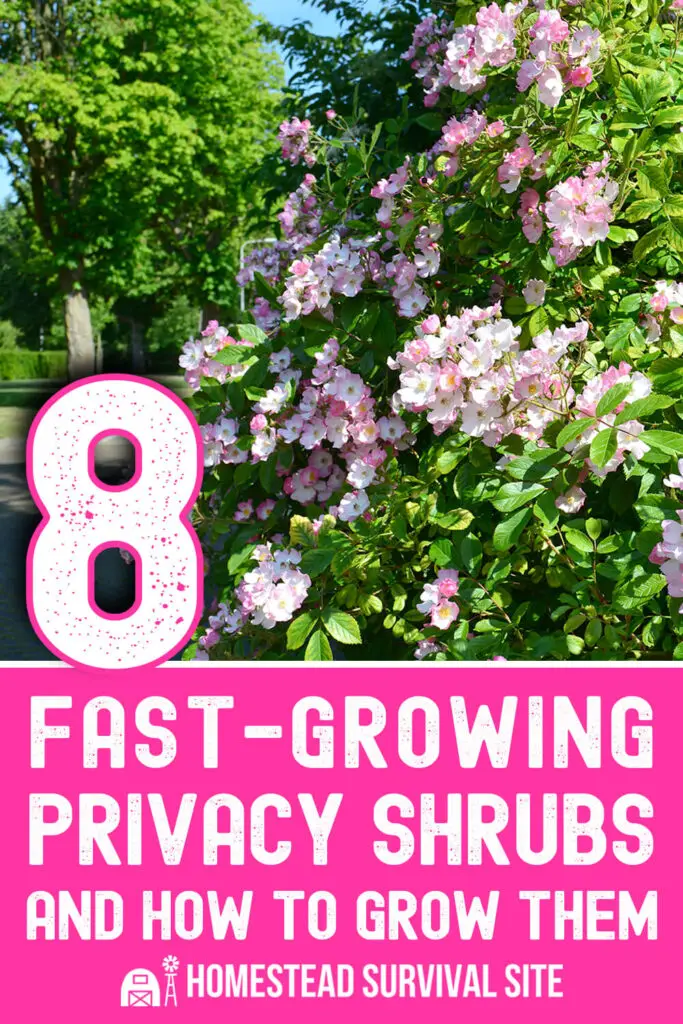 8 Fast-Growing Privacy Shrubs and How to Grow Them