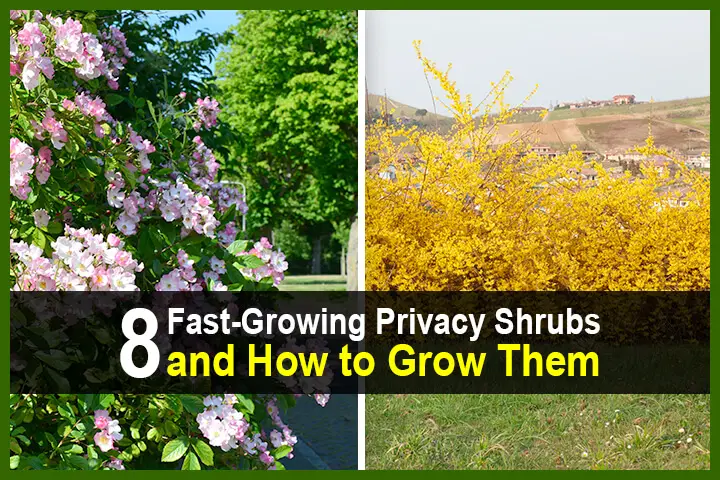 8 Fast-Growing Privacy Shrubs and How to Grow Them