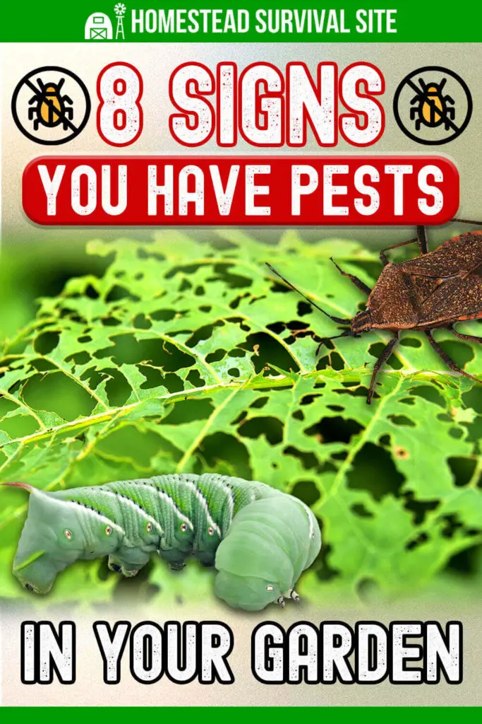 8 Signs You Have Pests in Your Garden