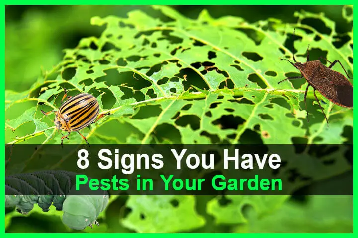 8 Signs You Have Pests in Your Garden
