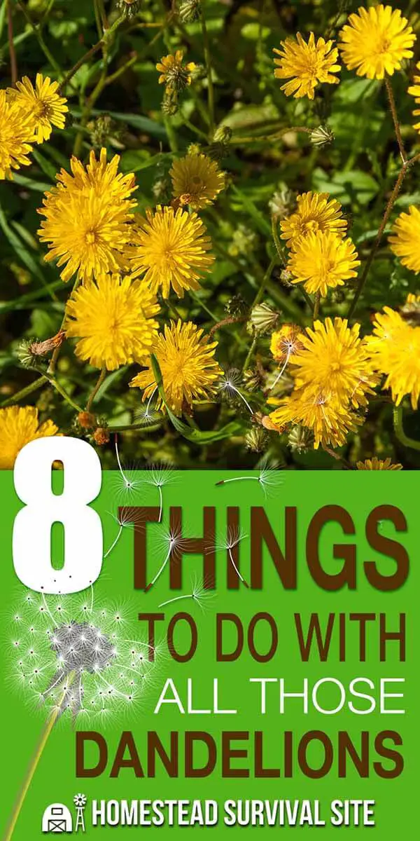 8 Things To Do With All Those Dandelions