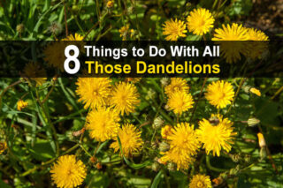 8 Things To Do With All Those Dandelions