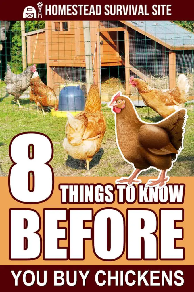 8 Things To Know BEFORE You Buy Chickens