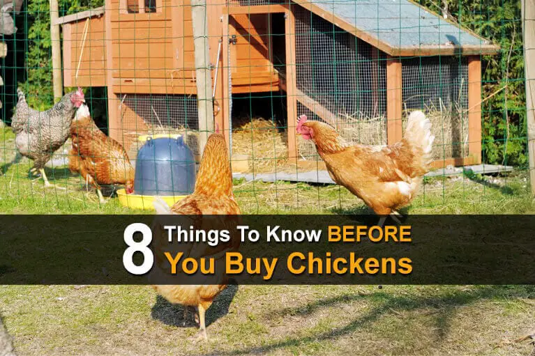 8 Things To Know BEFORE You Buy Chickens