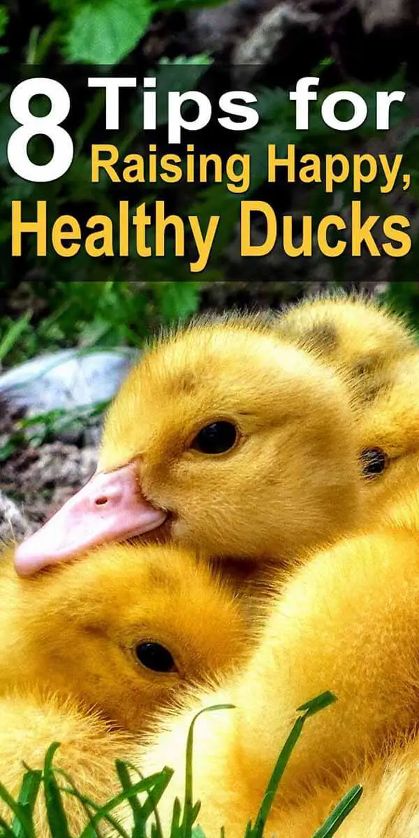 8 Tips for Raising Happy, Healthy Ducks