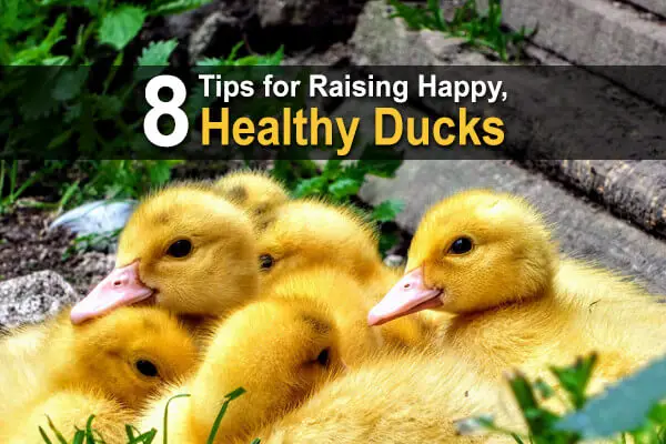 8 Tips for Raising Happy, Healthy Ducks