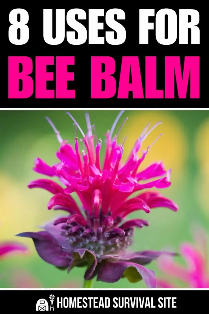 8 Uses for Bee Balm