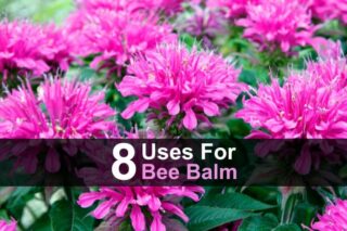 8 Uses for Bee Balm