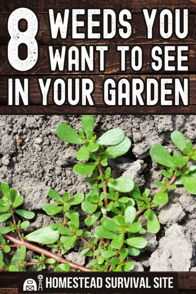 8 Weeds You WANT To See In Your Garden