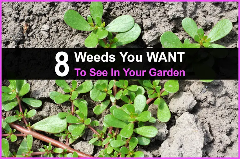 8 Weeds You WANT To See In Your Garden