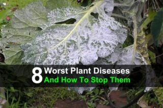 8 Worst Plant Diseases and How to Stop Them