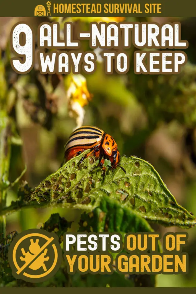 9 All-Natural Ways To Keep Pests Out Of Your Garden