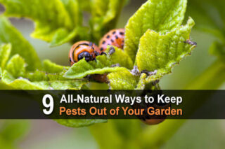 9 All-Natural Ways To Keep Pests Out Of Your Garden