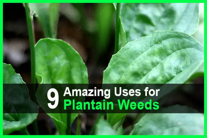 9 Amazing Uses for Plantain Weeds