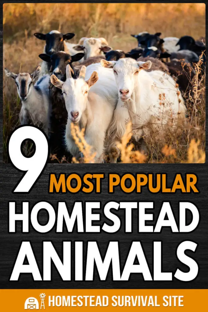9 Most Popular Homestead Animals
