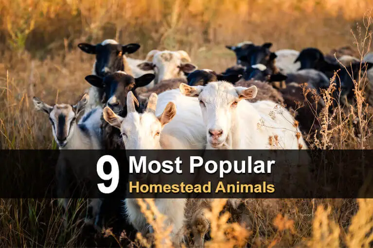 9 Most Popular Homestead Animals