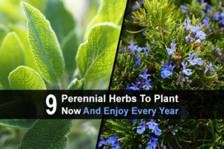 9 Perennial Herbs To Plant Now And Enjoy Every Year