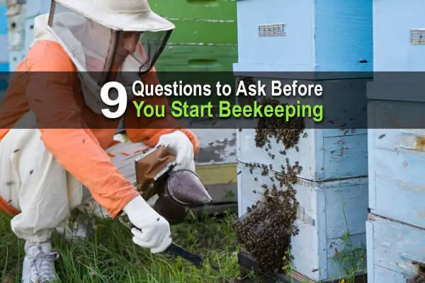 9 Questions to Ask Before You Start Beekeeping