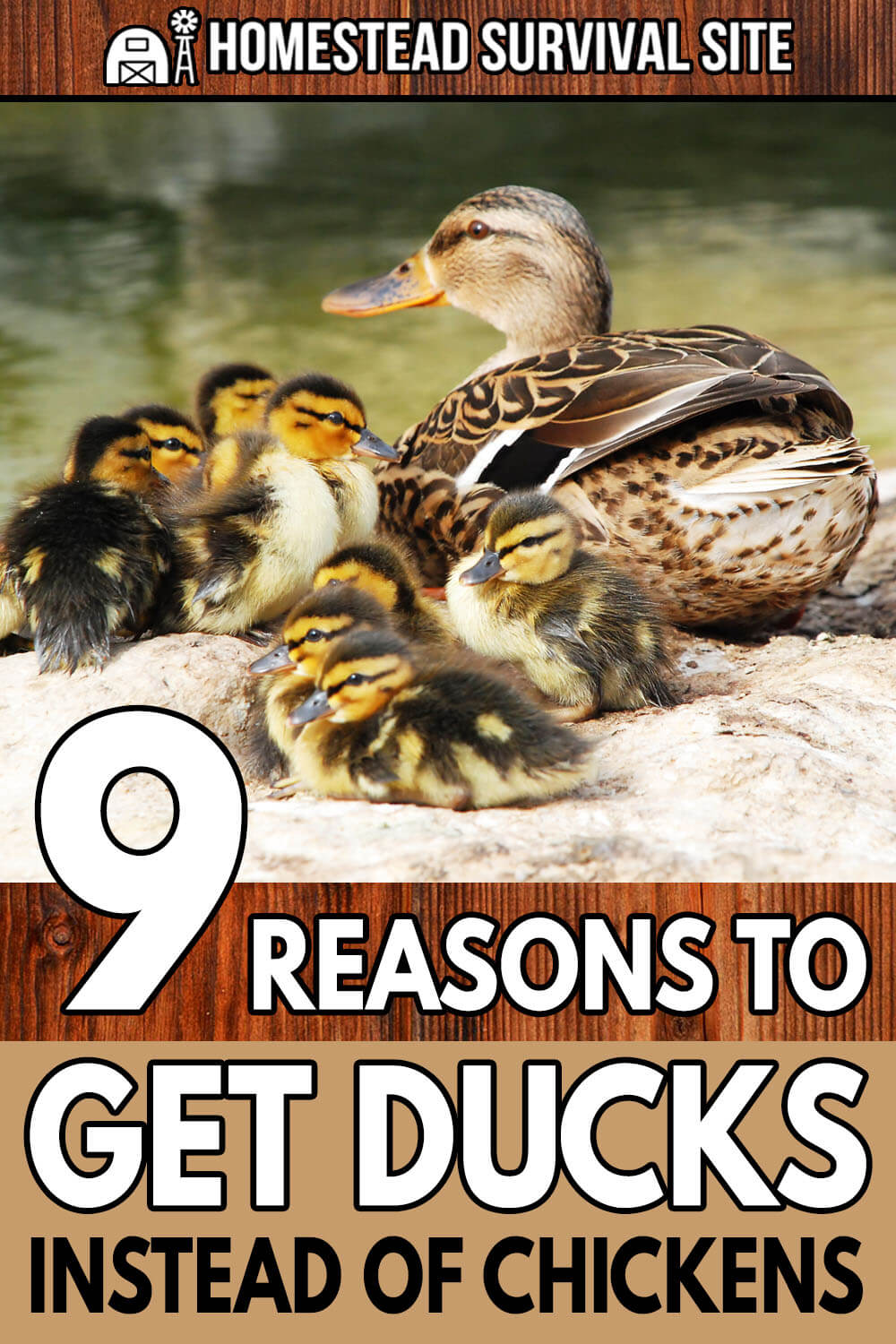 9 Reasons To Get Ducks Instead Of Chickens