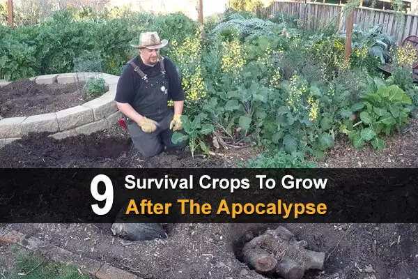 9 Survival Crops To Grow After The Apocalypse