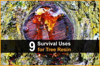 9 Survival Uses for Tree Resin