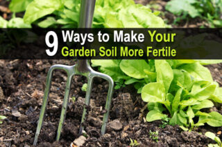 9 Ways to Make Your Garden Soil More Fertile