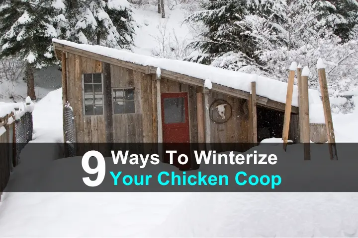 9 Ways to Winterize Your Chicken Coop