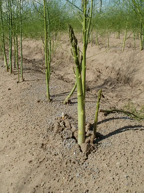 ASPARAGUS GROWING