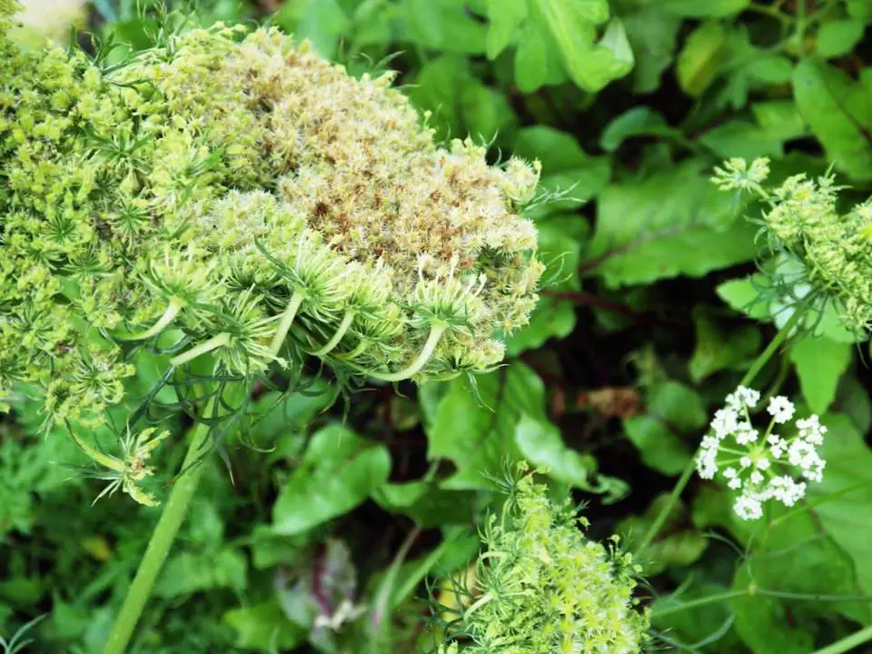 CARROT FLOWERS