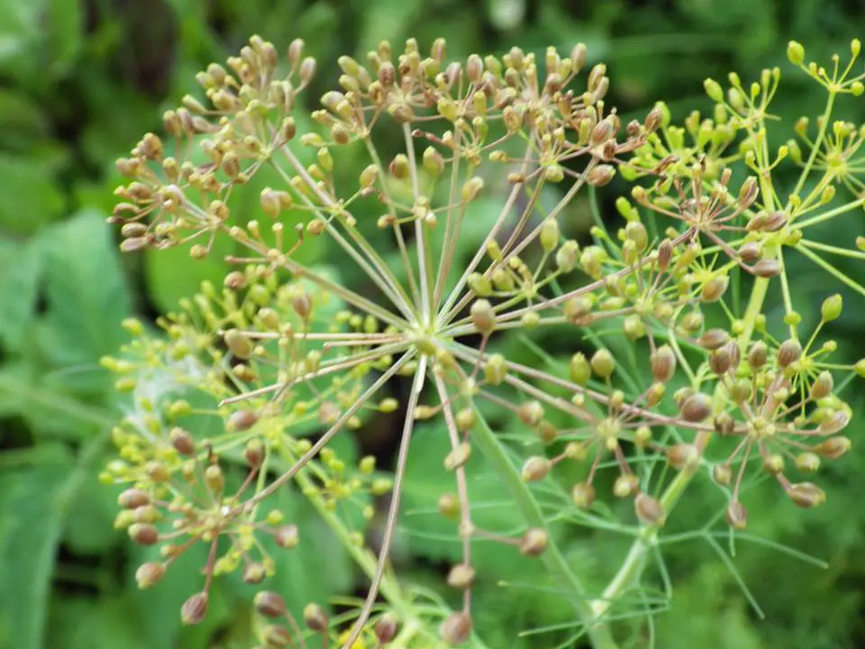 DILL SEEDS