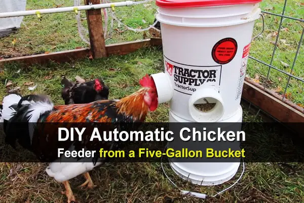 DIY Automatic Chicken Feeder from a Five-Gallon Bucket