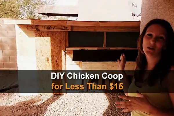 DIY Chicken Coop for Less Than $15