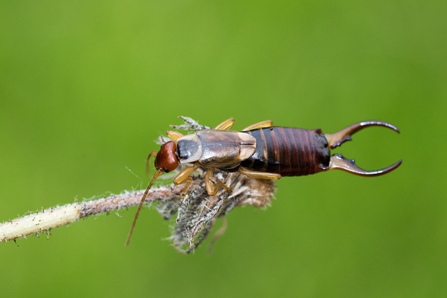 Earwig