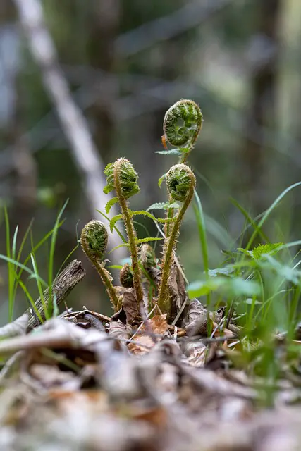 FIDDLEHEADS