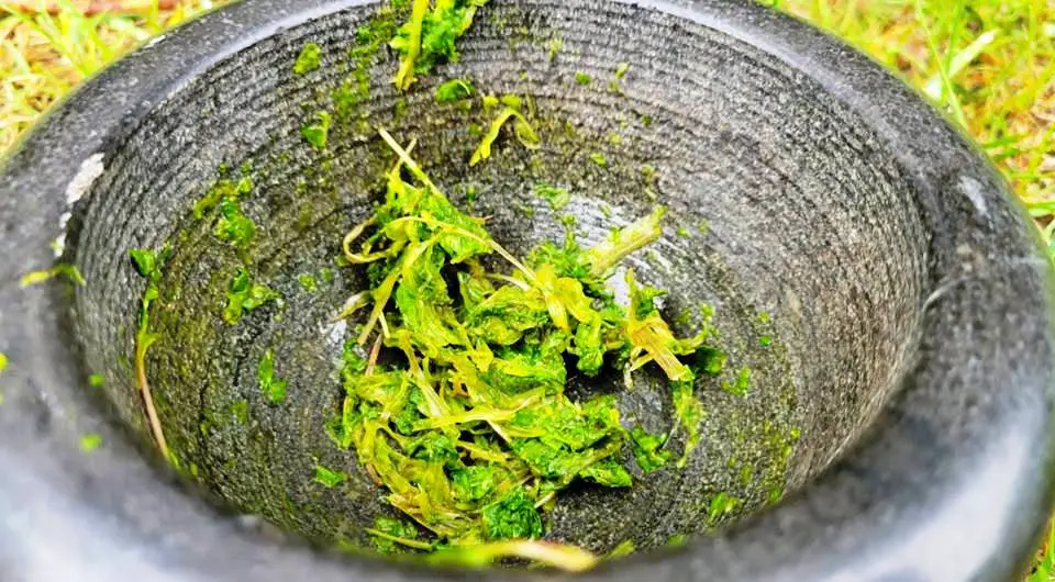 HERBS IN BOWL